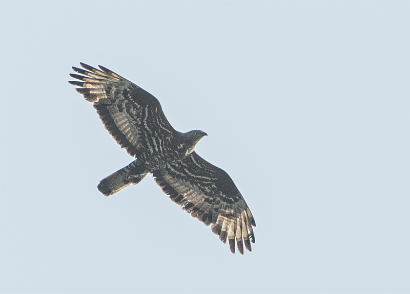 Falco pecchiaiolo,  maschio adulto